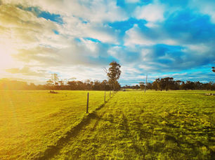 Sunshine on green pastures